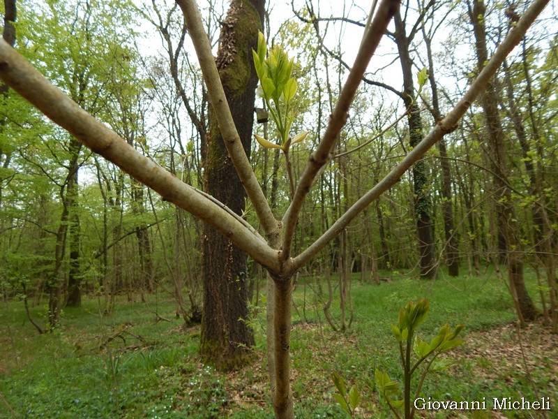 Fraxinus ornus (cfr.) - Oleaceae